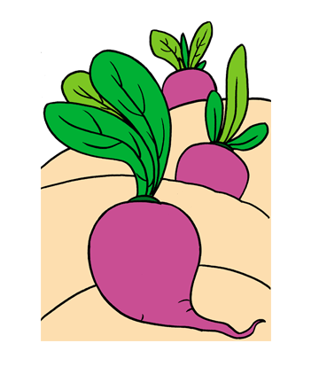 Beetroot1 Coloring Pages