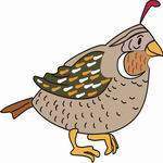 Birds  on Animal S Name  Coloring Pages Bird