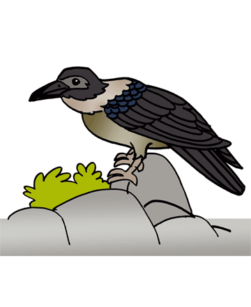 Crow 1 Coloring Pages