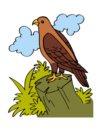 Eagle 1 Coloring Pages