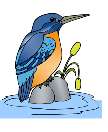 Kingfisher 1 Coloring Pages