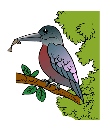 Kingfisher 2 Coloring Pages