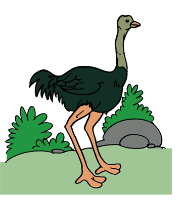 Ostrich 1 Coloring Pages