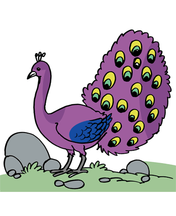Peacock 1 Coloring Pages