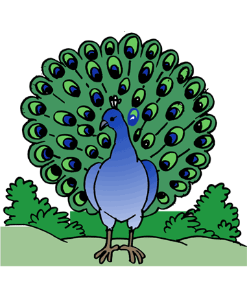 Peacock 2 Coloring Pages