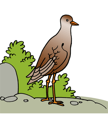 Plover 1 Coloring Pages