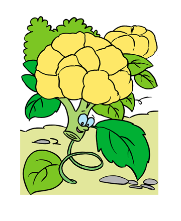 Cauliflower2 Coloring Pages