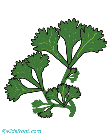 Coriander Leaves Coloring Pages