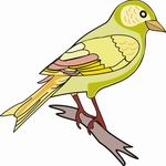Finch Coloring Pages