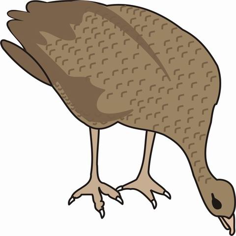 Grouse Coloring Pages