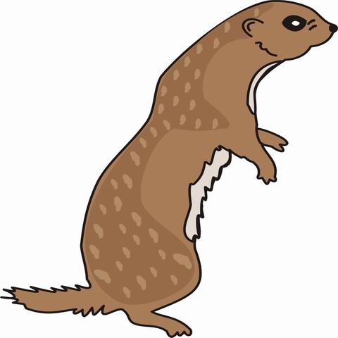 Otter Coloring Pages