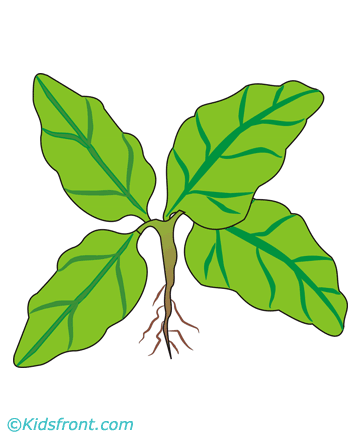 Spinach Coloring Pages