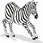 Zebra Black White Image