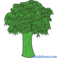 Plants Trees with Pictures for Kids