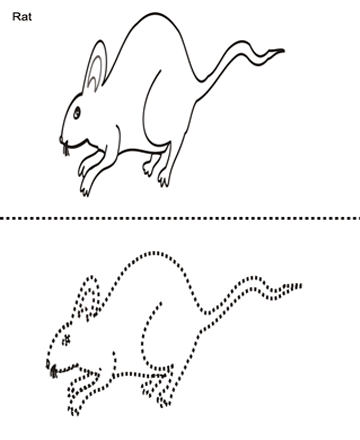 Rat Drawing Coloring Worksheet
