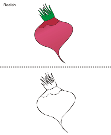 Featured image of post Radish Drawing Colour 100 free vegetables coloring pages