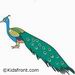 Peafowl