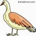 Pheasant