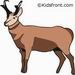 Pronghorn