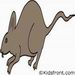Rat