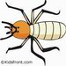 Termite