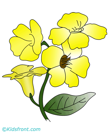 Allamanda Coloring Pages