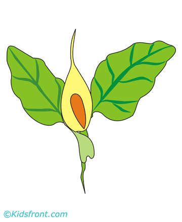 Arum Coloring Pages