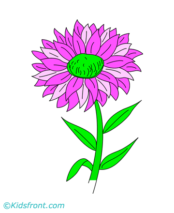 Aster Coloring Pages