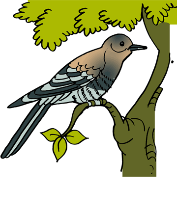 Cuckoo 1 Coloring Pages for Kids to Color and Print