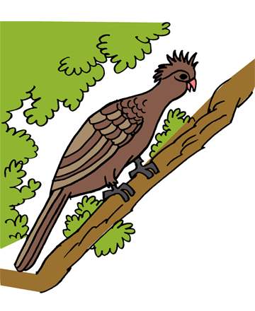 Hoatzin 1 Coloring Pages
