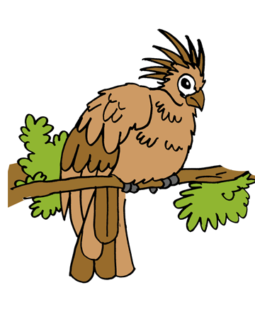 Hoatzin 2 Coloring Pages