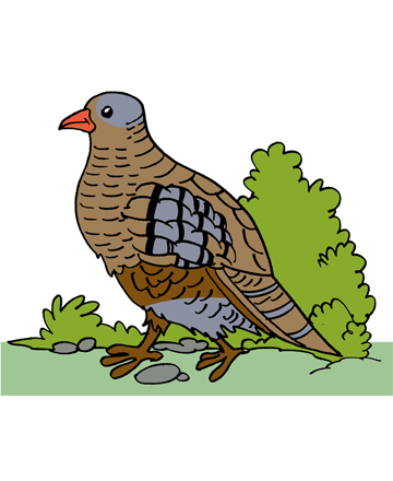 Partridge 2 Coloring Pages