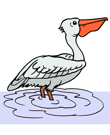 Pelican 1 Coloring Pages