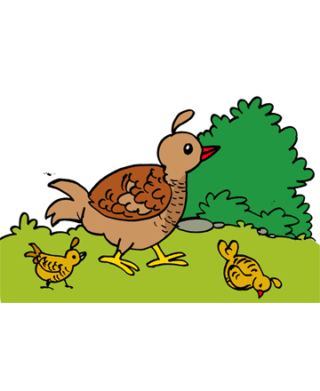 Quail Coloring Pages