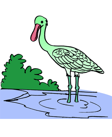 Spoonbill 1 Coloring Pages