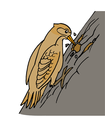 Woodpecker 1 Coloring Pages