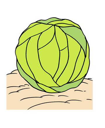 Cabbage1 Coloring Pages
