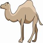 Camel Coloring Pages