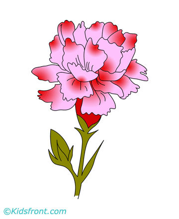 Carnation Coloring Pages