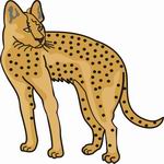 Cheetah Coloring Pages