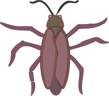 Cockroach Coloring Pages