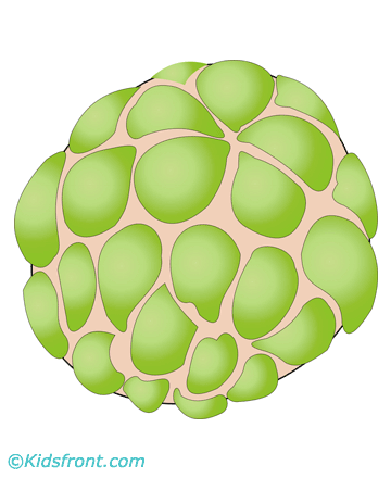 Custard Apple Coloring Pages