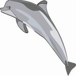 Dolphin Coloring Pages