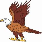 Eagle Coloring Pages