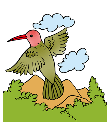 Hummingbird 1 Coloring Pages