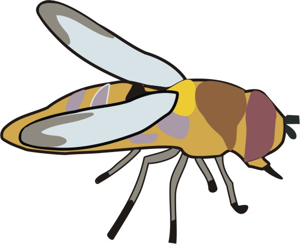 Insect Coloring Pages