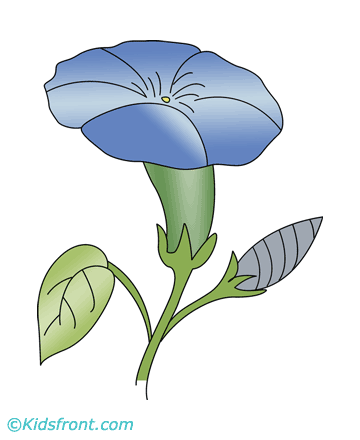 Morning Glory Coloring Pages