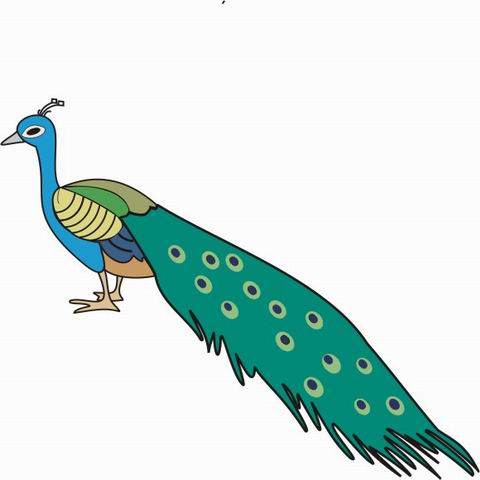 Peacock Coloring Pages