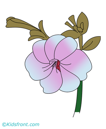 Petunia Coloring Pages