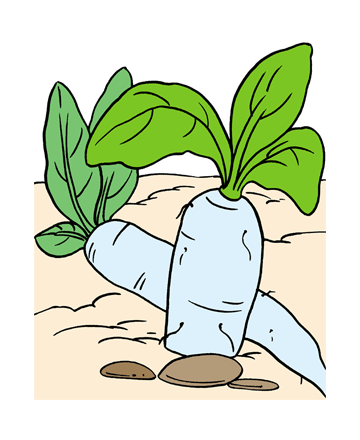 Radish1 Coloring Pages